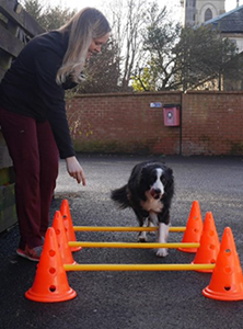 dog undertaking physio